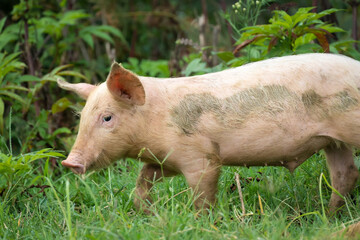 Close-up of a piglet on the grass looking into the camera.