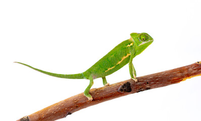 Chameleon close up. Multicolor beautiful reptile with colorful bright skin on a white background. Disguise and bright skins concept. Exotic tropical pet.