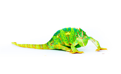 Chameleon close up. Multicolor beautiful reptile with colorful bright skin on a white background. Disguise and bright skins concept. Exotic tropical pet.