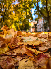 autumn leaves on the ground