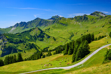 Fototapeta na wymiar Landscape of mountains of Alps in summer with green meadow in Portes du Soleil, Switzerland, Europe