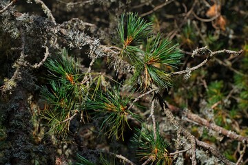 Südtirol Geisslerspitzen Natur Outdoor