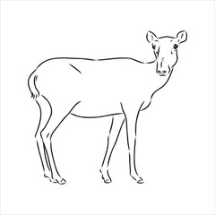 vector silhouette saiga on white background saiga animal vector