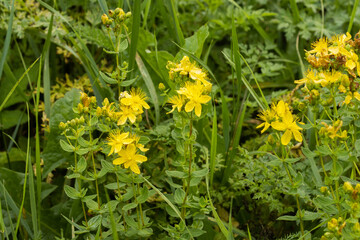Yellow blossoms of a common European plant Perforate St John's-wort, Hypericum perforatum on a summery meadow. 