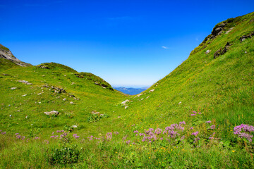 Naklejka premium Landscape of mountains of Alps in summer with green meadow and flowers in Portes du Soleil, France, Europe