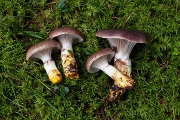 Slimy spike-caps, Gomphidius glutinosus mushroom in Estonian boreal forest.	