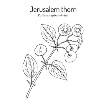 Jerusalem thorn (Paliurus spina-christi), medicinal plant