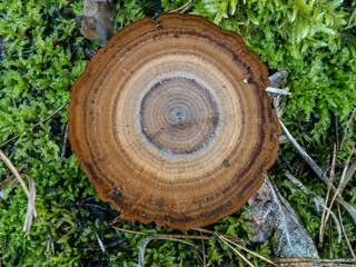 Fototapeta premium Pilz