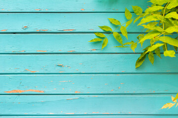 Texture photo of horizontal worn blue paint colored wooden boards with green leafs.