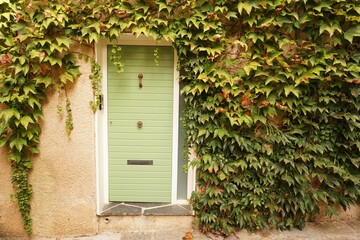 House front featuring green door and climbing plant in Mediterranean seaside village of Collioure in Pyrenees-Orientales Department,  southern France
