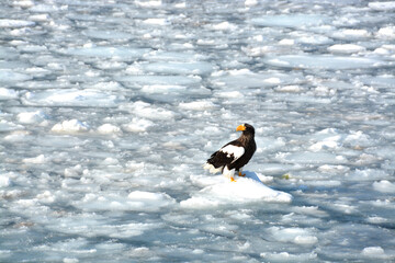 オオワシ 流氷 © Riku