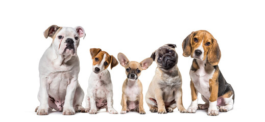 Group of purebred Dogs in a row, pets, isolated on white