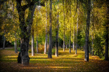Fototapeta premium autumn in the park