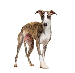 injured whippet dog sitting, bandaged paw,  isolated on white