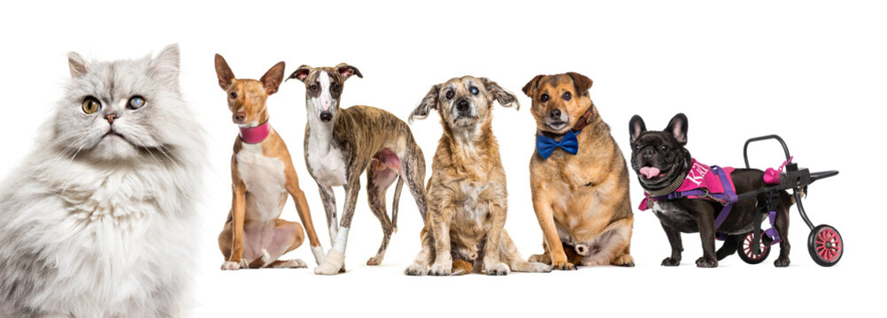 Group of sick, blind, injured, disabled dogs and cat in a row, isolated on white