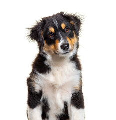 Black and tan Puppy Miniature American Shepherd, fourteen weeks old, isolated on white