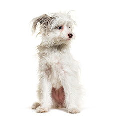 White Yorkie-Pom isolated on white. mixed breed Pomeranian and Yorkshire Terrier