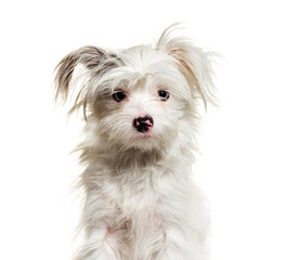 Head shot of shaggy white Yorkie-Pom dog isolated on white. mixed breed Pomeranian and Yorkshire Terrier