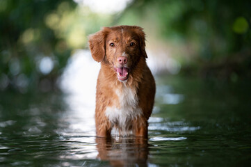 Pies stojący w wodzie - obrazy, fototapety, plakaty
