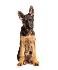 Portrait of young German shepherd dog black and tan sitting, isolated on white