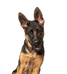 Portrait of German shepherd dog black and tan looking at camera