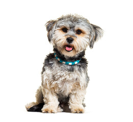 Small Crossbreed dog panting and sitting on white