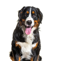 Close up on Tricolor Bernese Mountain Dog sitting, looking at camera and panting isolated on white