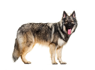 profile of standing old German herding dogs looking at camera and panting. This dog is also know as Altdeutsche Hütehunde or altdeutsche Schäferhunde