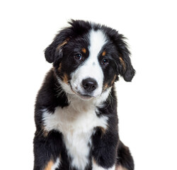 Puppy Bordernese dog. Mixedbreed Border Collie and Bernese Mountain Dog; three months old