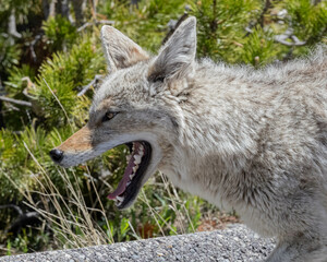 Yawning Coyote