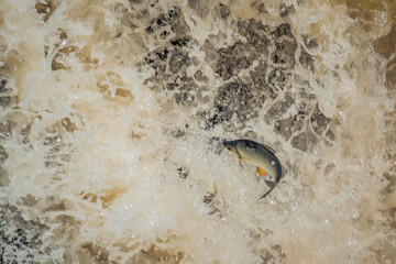 Fish trying to climb the river waterfalls