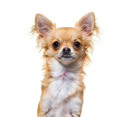 Head shot beige chihuahua dog looking at camera sitting, isolated on white