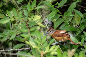 A small female bird among the green foliage, Thamnophilus doliatus .