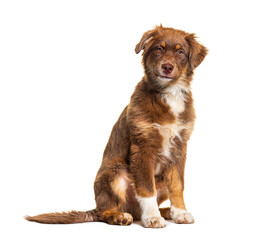 Sitting brown Australian shepherd dog looking at camera, isolated on white