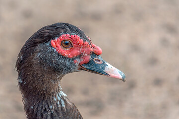 Portrait of a farm duck.