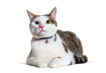 Crossbreed cat wearing capsule collar tube for identification and a bell - obrazy, fototapety, plakaty