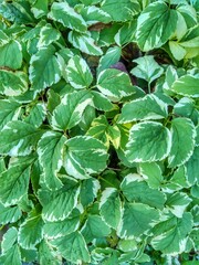 Green background, close-up photo of green and white leaves