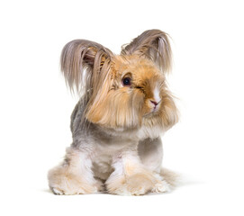 groomed Angora rabbit looking at the camera, isolated on white