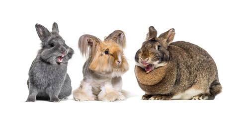 Small group of three rabbits 3 laughing together, one groomed and the other two are laughing