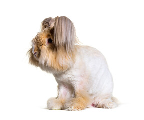 groomed Angora rabbit looking at the camera, isolated on white