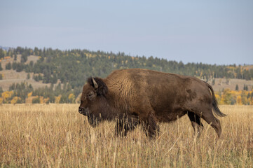 Bull Bison in Grand Teton National Park Wyoming in Autumn