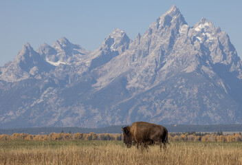 Bull Bison in Grand Teton National Park Wyoming in Autumn