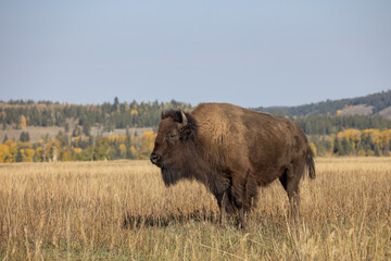 Bull Bison in Grand Teton National Park Wyoming in Autumn