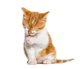 kitten Crossbreed cat cleanning itself, isolated on white