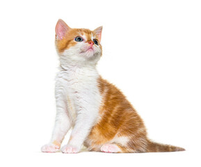 Looking up Kitten Mixed-breed cat ginger and white, Isolated on white