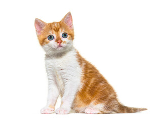 Kitten Mixed-breed cat ginger and white sitting, isolated on white