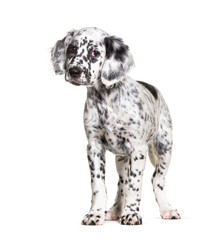 Standing Puppy english setter dog spotted black and white, two months old, Isolated