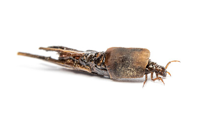 caddisfly species larva in protective cases or shell, made of plant pieces