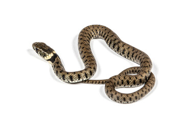 Grass snake, Natrix natrix, Isolated on white
