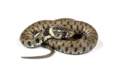 Fototapeta premium Grass snake, Natrix natrix, Isolated on white